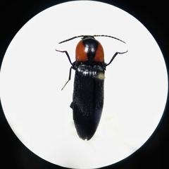 Elater decorus