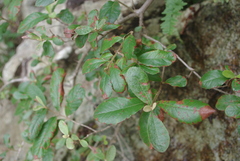 Anastrabe integerrima