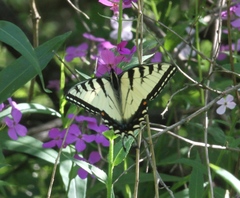 Papilio appalachiensis