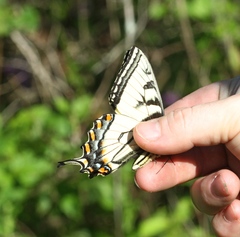 Papilio appalachiensis