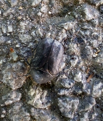 Protaetia morio