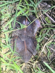 Rhinophrynus dorsalis