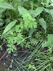 Capnoides sempervirens