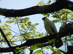 Pseudastur albicollis