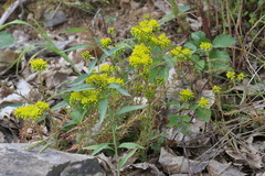 Petrosedum forsterianum