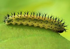 Periclista lineolata