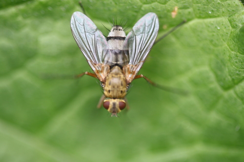 Dexiosoma caninum, Alkmaar, Nederland, photo 4 of 10