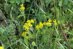Petrosedum forsterianum