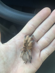 Aphonopelma moderatum