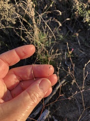 Limonium anthericoides