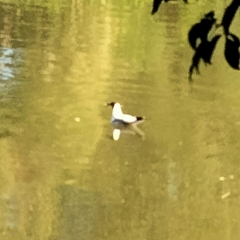 Chroicocephalus ridibundus