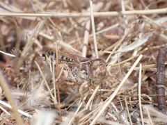 Dociostaurus maroccanus