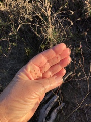 Limonium anthericoides