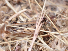 Dociostaurus maroccanus