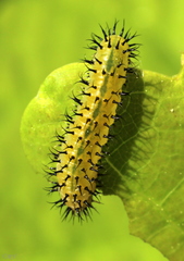 Periclista lineolata