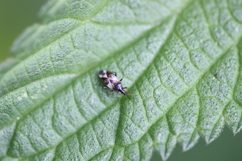 Common Flowerbug, Alkmaar, Nederland, photo 9 of 10