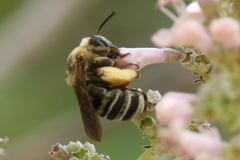 Melissodes comptoides