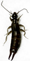 Nesogaster halli