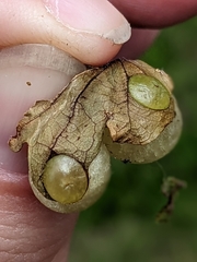 Neuroterus quercusbaccarum