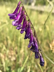 Vicia villosa
