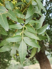 Pistacia atlantica
