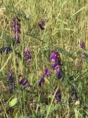 Vicia villosa