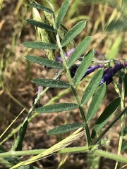 Vicia villosa