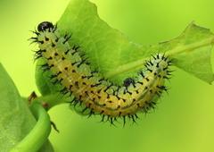 Periclista lineolata