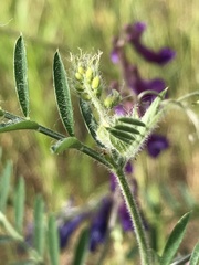 Vicia villosa