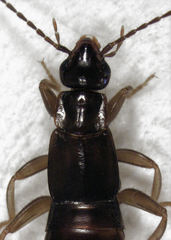 Nesogaster halli