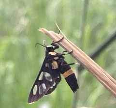 Amata sperbius
