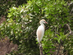 Bubulcus ibis