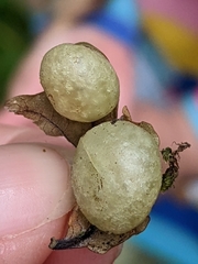 Neuroterus quercusbaccarum