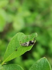 Epinotia subocellana
