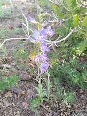 Penstemon leiophyllus