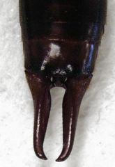 Nesogaster halli