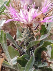 Centaurea napifolia