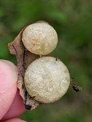 Neuroterus quercusbaccarum