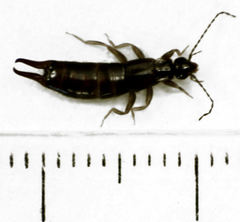 Nesogaster halli