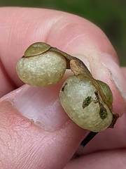 Neuroterus quercusbaccarum