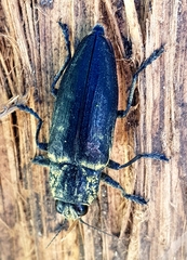 Chalcophora detrita