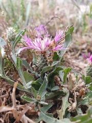 Centaurea napifolia