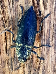 Chalcophora detrita