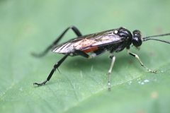 Macrophya militaris