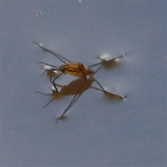 Trepobates pictus