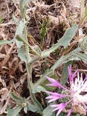 Centaurea napifolia