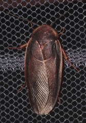 Polyphagina algerica