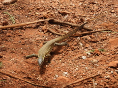 Varanus niloticus