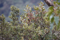 Conirostrum sitticolor