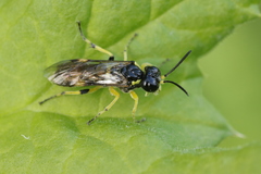 Tenthredo zonula